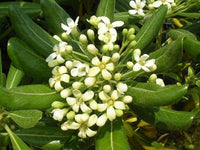 Pitosforo (Pittosporum Tobira) vaso 18cm
