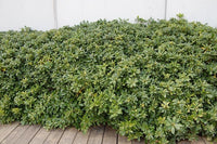 Pitosforo (Pittosporum Tobira) vaso 18cm