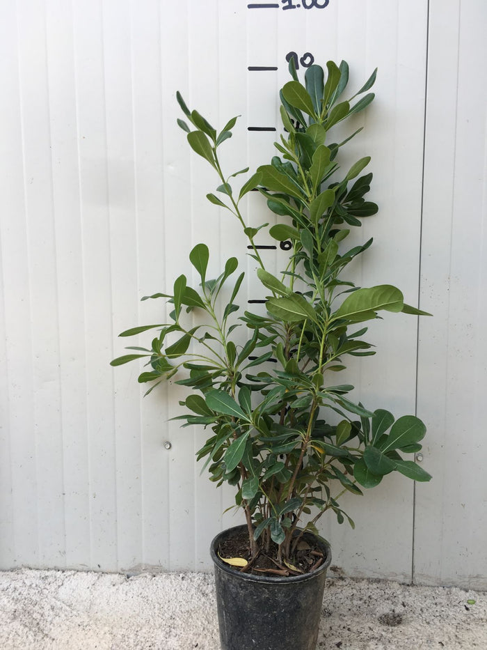 Pitosforo (Pittosporum Tobira) vaso 18cm