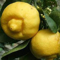 Pianta di Limetta di Palestina Limetta dolce o indiana in vaso foto reali