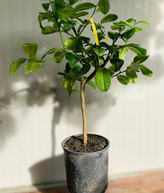 Pianta di Limetta di Palestina Limetta dolce o indiana in vaso foto reali