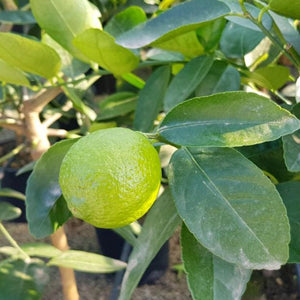 Pianta di Lime Limetta Messicana Citrus Aurantifolia in vaso foto reali