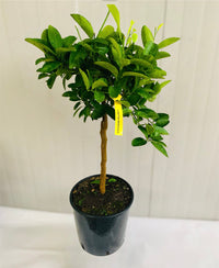 Pianta di Lime Limetta Messicana Citrus Aurantifolia in vaso foto reali