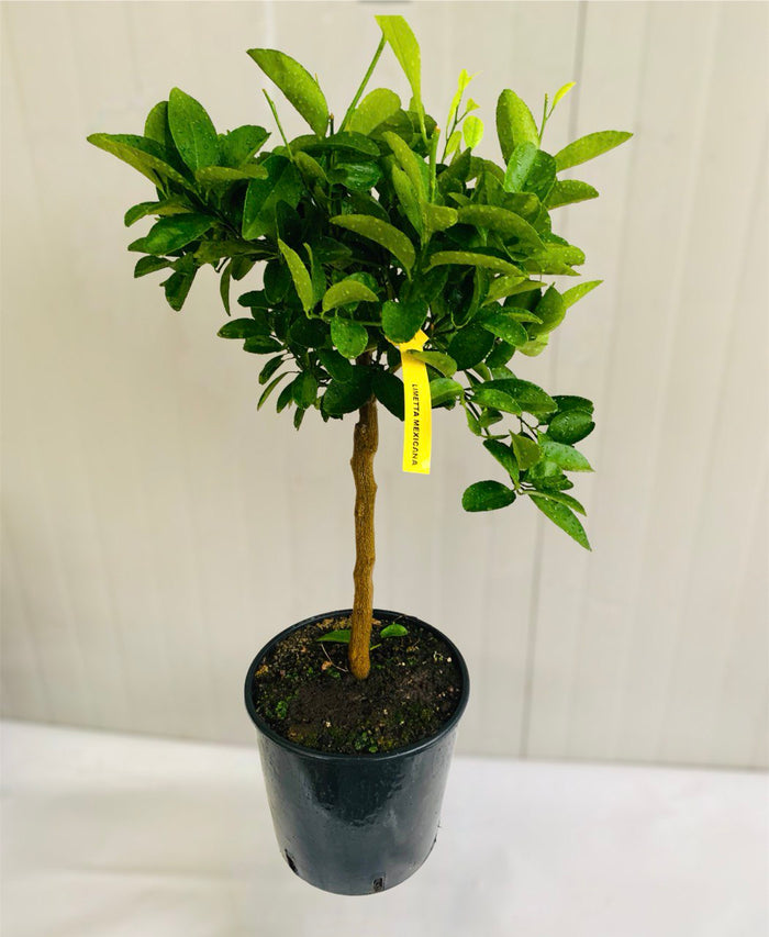 Pianta di Lime Limetta Messicana Citrus Aurantifolia in vaso foto reali