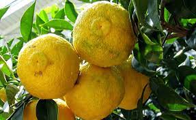 Pianta di Yuzu,  citrus junos in vaso foto reali