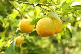 Pianta di Yuzu,  citrus junos in vaso foto reali