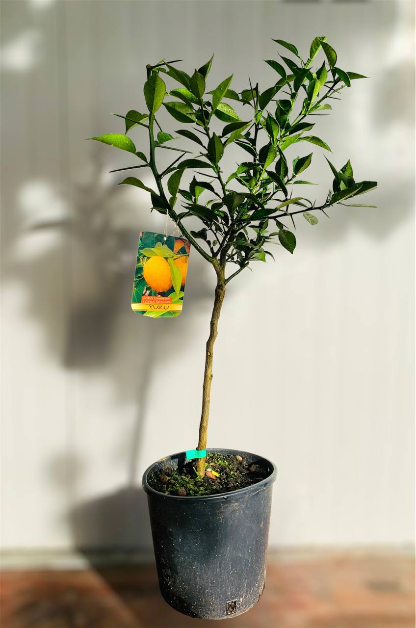 Pianta di Yuzu,  citrus junos in vaso foto reali