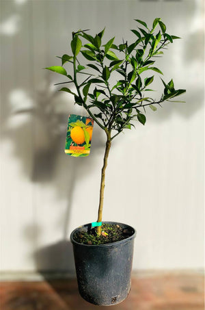 Pianta di Yuzu,  citrus junos in vaso foto reali