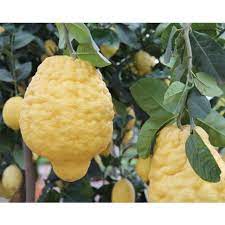 Pianta di Cedro Maxima, Cedro Gigante, Citrus Medica Maxima  foto reali h150cm