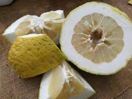 Pianta di Cedro Maxima, Cedro Gigante, Citrus Medica Maxima  foto reali h150cm