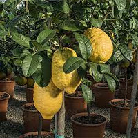 Pianta di Cedro Maxima, Cedro Gigante, Citrus Medica Maxima  foto reali h150cm