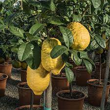 Pianta di Cedro Maxima, Cedro Gigante, Citrus Medica Maxima  foto reali h150cm