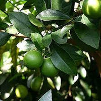 Pianta di Lime Limetta di Tahiti in vaso foto reali