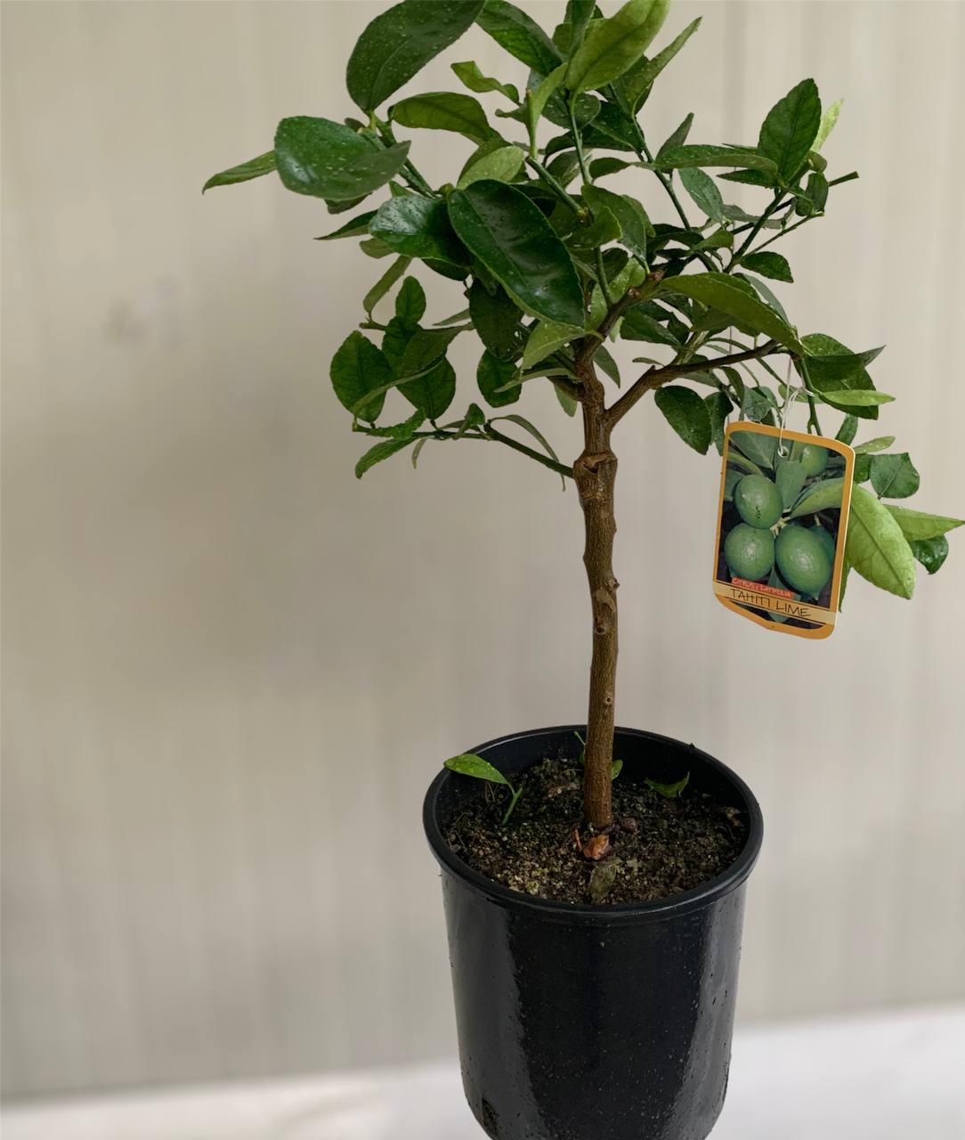 Pianta di Lime Limetta di Tahiti in vaso foto reali
