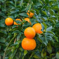 Pianta di CHINOTTO Citrus Myrtifolia foto reali in vaso 20cm