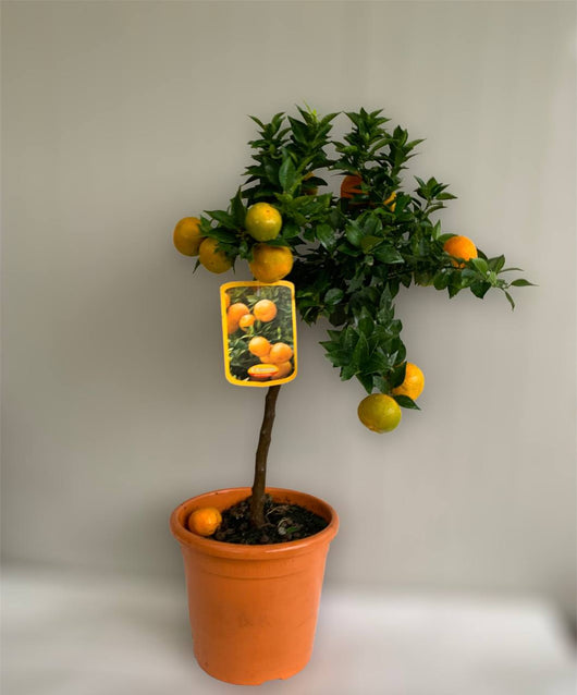 Pianta di CHINOTTO Citrus Myrtifolia foto reali in vaso 20cm