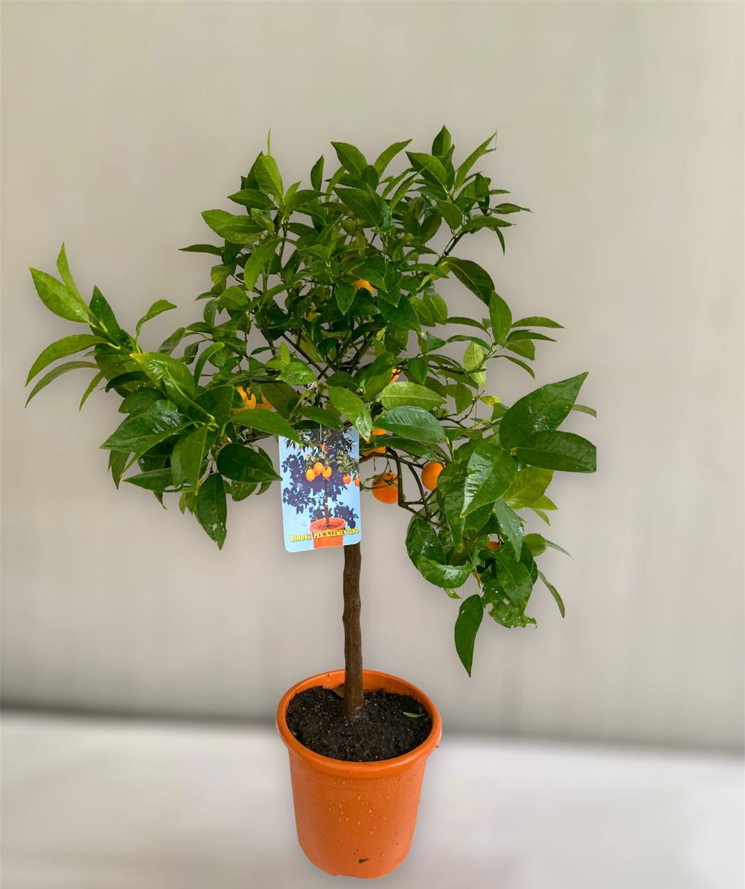 Pianta di limone x clementino citrus limon x citrus clementina ibrido foto reali