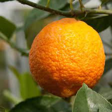 Pianta di limone x clementino citrus limon x citrus clementina ibrido foto reali