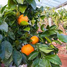 Pianta di Tangelo Thompson (Citrus reticulata x Citrus paradisi) incrocio tra clementino e pompelmo foto reali