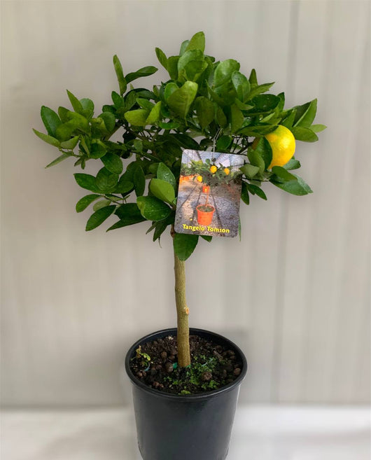 Pianta di Tangelo Thompson (Citrus reticulata x Citrus paradisi) incrocio tra clementino e pompelmo foto reali