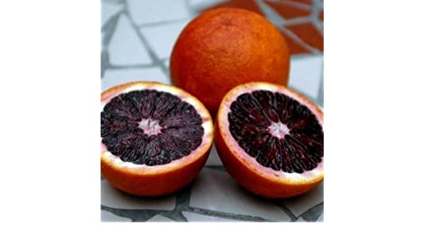 Pianta di Arancio Fragola Citrus sinensis fragola in vaso 20 cm foto reali