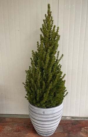 PICEA GLAUCA ‘CONICA’ (O ‘ALBERTIANA ‘CONICA’) ABETE DEL CANADA H 100cm