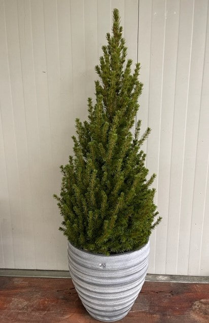 PICEA GLAUCA ‘CONICA’ (O ‘ALBERTIANA ‘CONICA’) ABETE DEL CANADA H 100cm