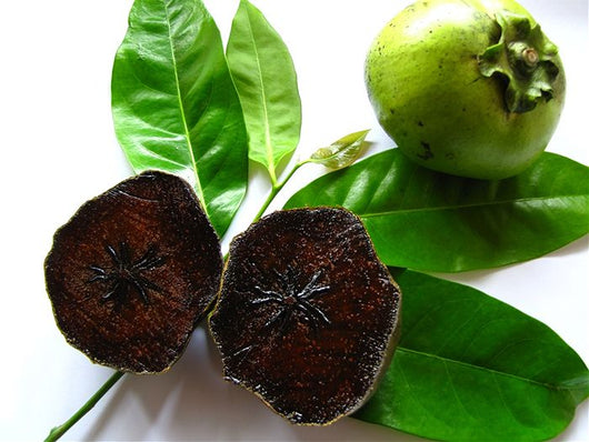 Zapote nero, Albero del Cioccolato, Diospyros Digyna foto reali H 100 cm