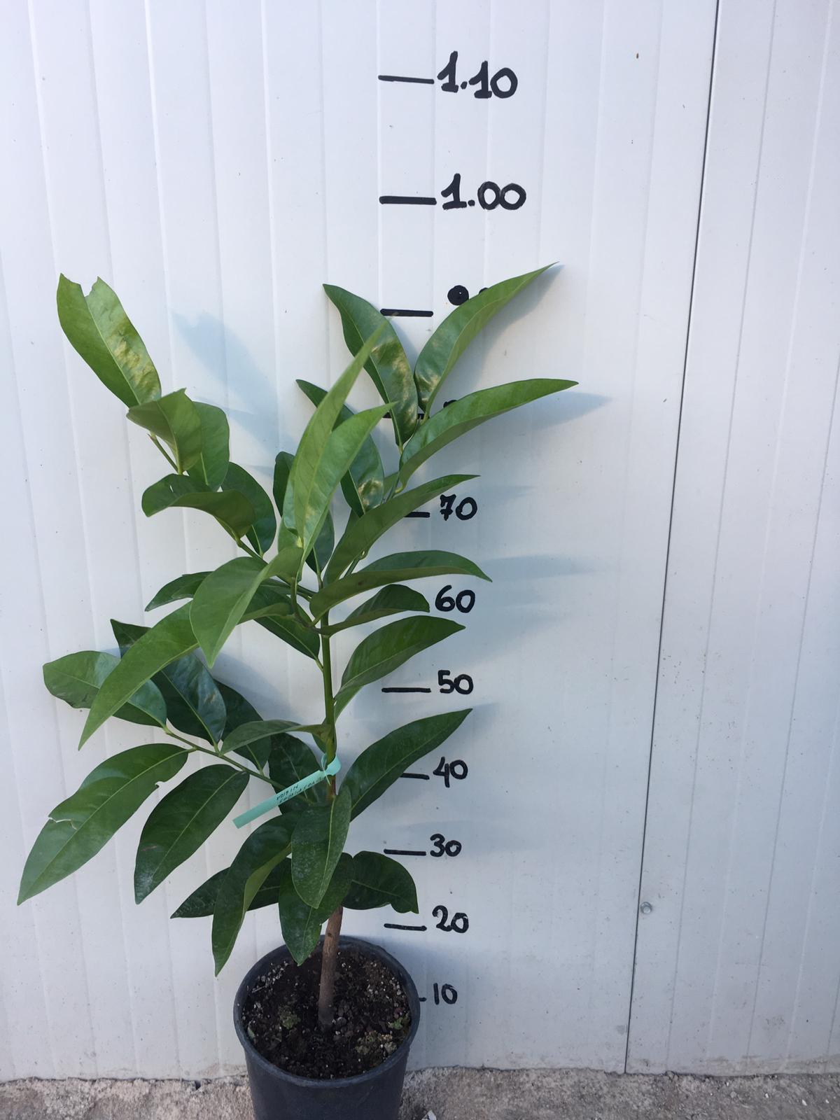 Zapote nero, Albero del Cioccolato, Diospyros Digyna foto reali H 100 cm