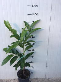 Zapote nero, Albero del Cioccolato, Diospyros Digyna foto reali H 100 cm