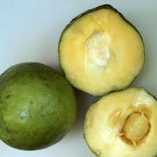 Zapote bianco, Casimiroa Edulis mc dill foto reali H 100 cm