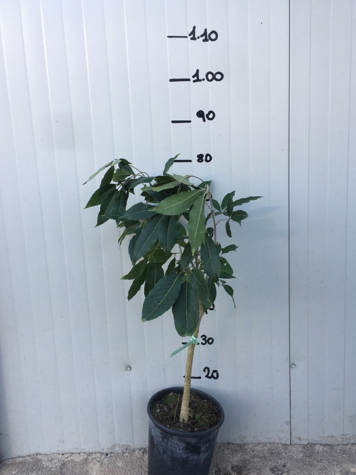 Zapote bianco, Casimiroa Edulis mc dill foto reali H 100 cm