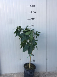 Zapote bianco, Casimiroa Edulis mc dill foto reali H 100 cm