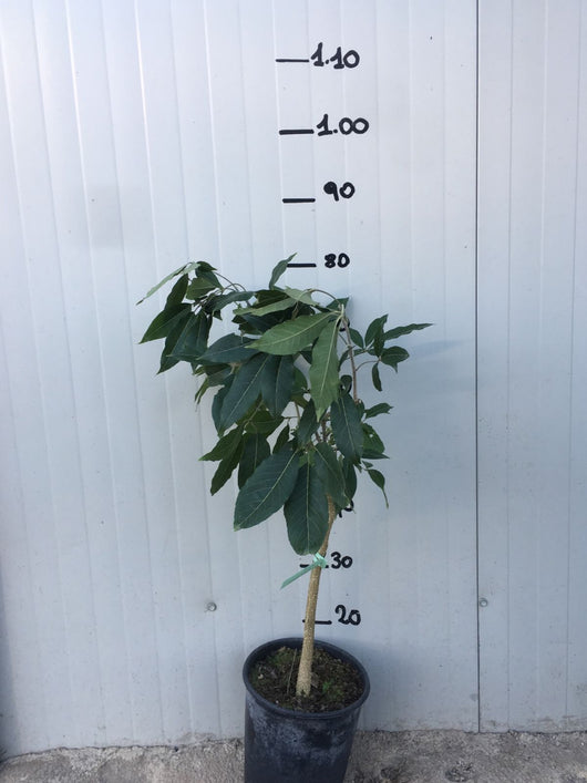 Zapote bianco, Casimiroa Edulis mc dill foto reali H 100 cm