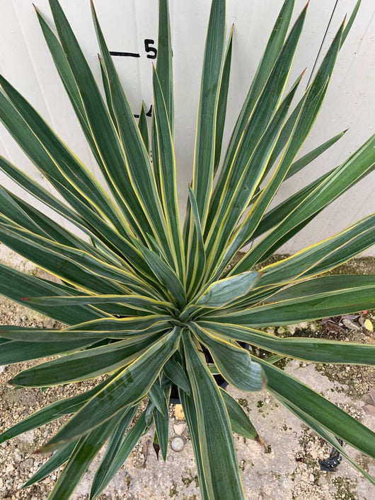 YUCCA GLORIOSA VARIEGATA