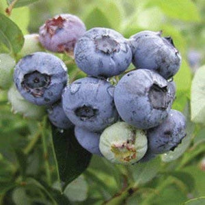 Vaccinium corymbosum Mirtillo americano Darrow foto reali H 70cm