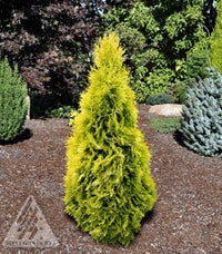 Thuja occidentalis Jantar vaso 18cm H 70cm