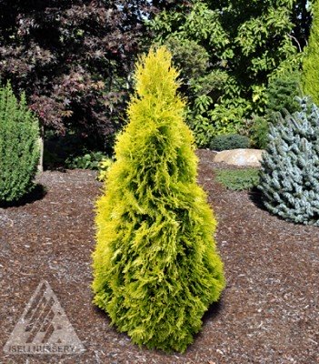 Thuja occidentalis Jantar vaso 18cm H 70cm