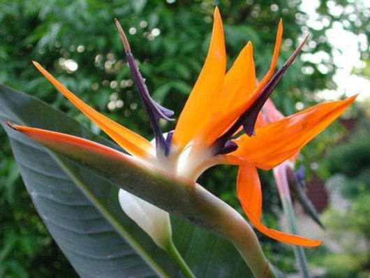 Sterlizia Regina (Uccello del Paradiso) Strelitzia regina foto reali vaso 24cm