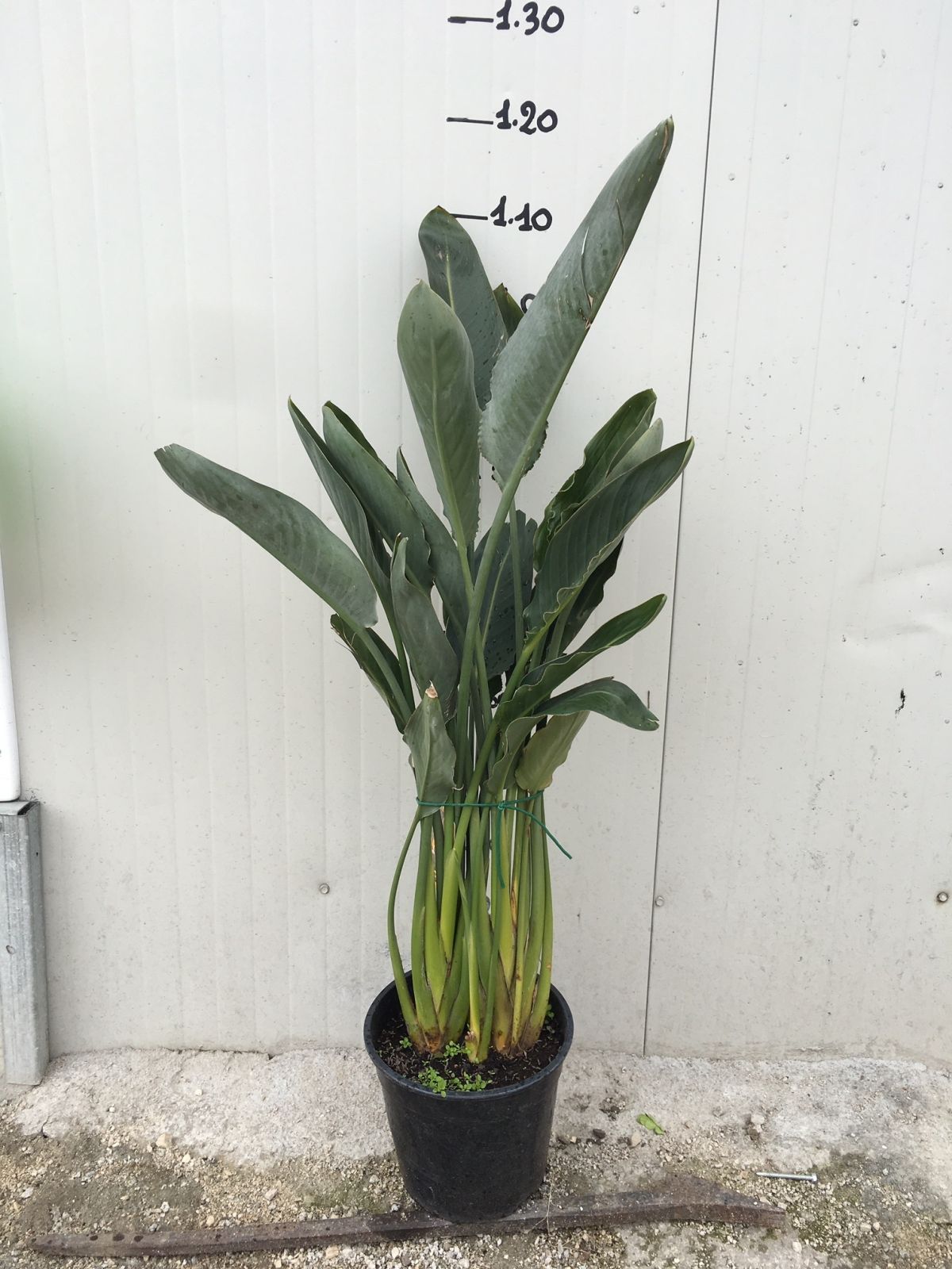 Sterlizia Regina (Uccello del Paradiso) Strelitzia regina foto reali vaso 24cm