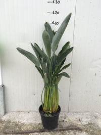 Sterlizia Regina (Uccello del Paradiso) Strelitzia regina foto reali vaso 24cm