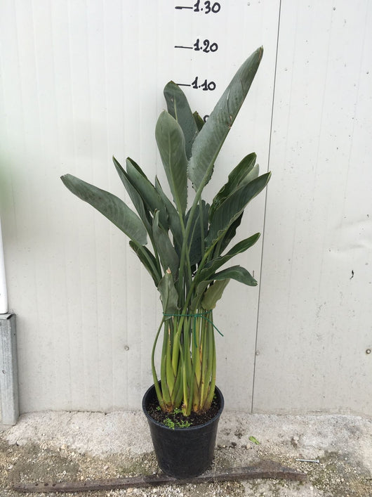 Sterlizia Regina (Uccello del Paradiso) Strelitzia regina foto reali vaso 24cm