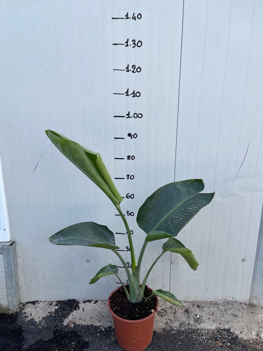 Sterlizia Nicolai Uccello del Paradiso gigante Strelitzia foto reali vaso 24cm