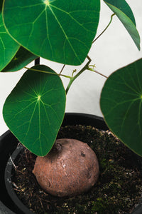 Stephania pierrei Stephania Erecta vaso 12cm H 25cm