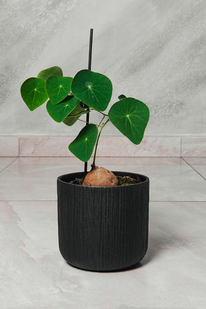 Stephania pierrei Stephania Erecta vaso 12cm H 25cm