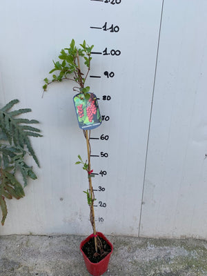 SCHISANDRA CHINENSIS – BACCA DEI CINQUE SAPORI AUTOFERTILE H 60CM