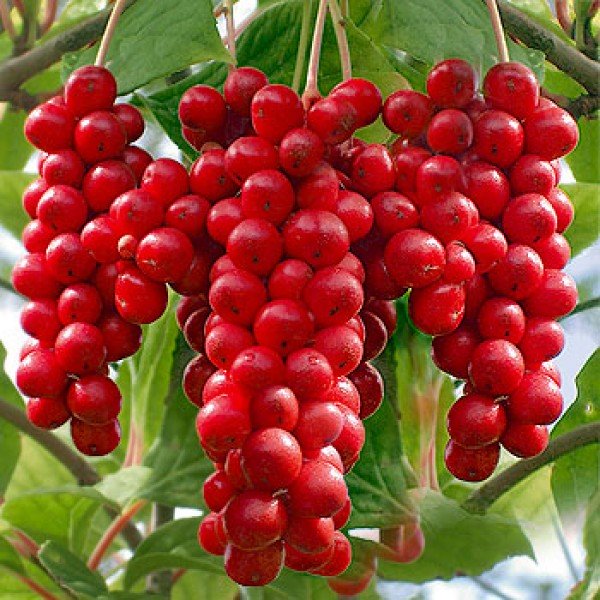 SCHISANDRA CHINENSIS – BACCA DEI CINQUE SAPORI (impollinatore)