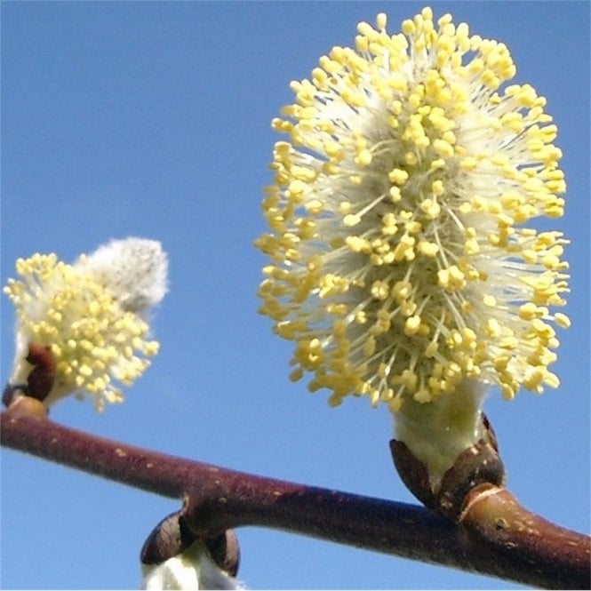 Salix Caprea Pendula Salice foto reali