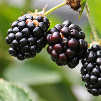 RUBUS FRUTICOSUS NIGHTFALL MORA SENZA SPINE FOTO REALI H 100CM