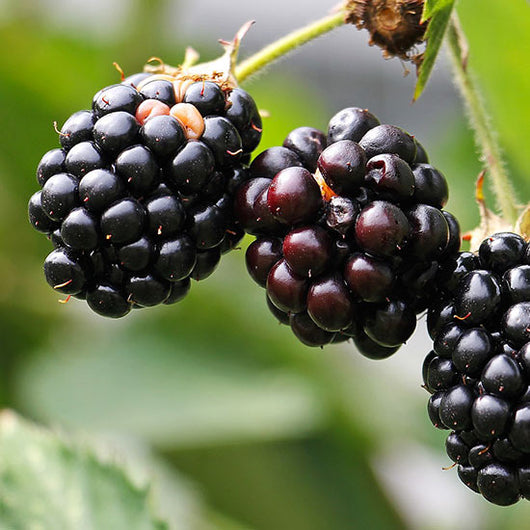RUBUS FRUTICOSUS NIGHTFALL MORA SENZA SPINE FOTO REALI H 100CM